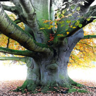 Old tree with falling leaves. Derivative photo from Kumweni/Flickr