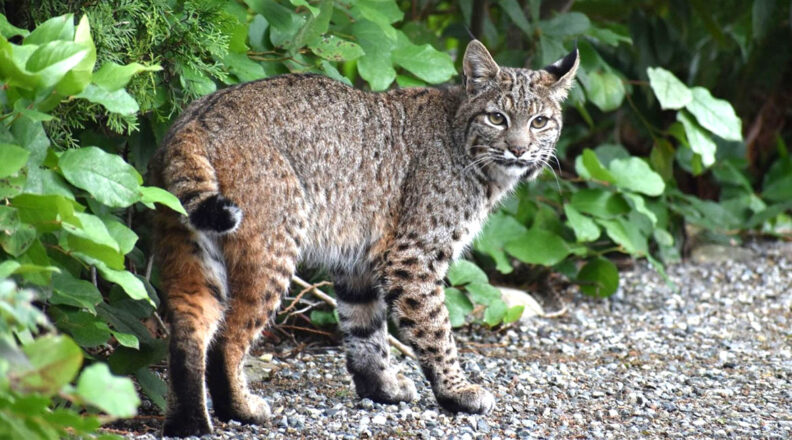 Bobcat on a gravel path