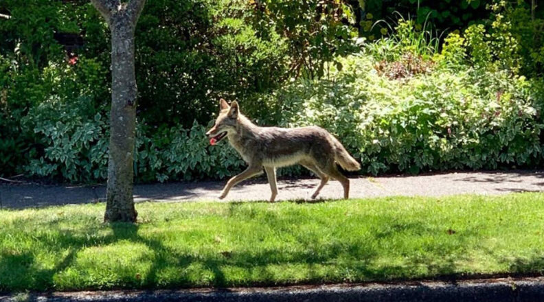 Coyote wanders along a Seattle sidewalk