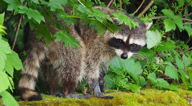 Raccoon peers out from under some leaves