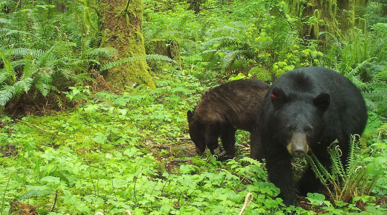 Black bears foraging in woods