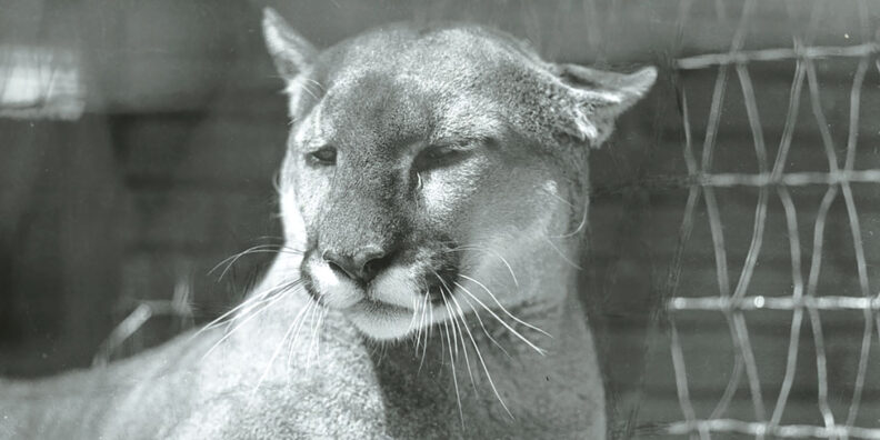 Butch I, the live Wasington State College mascot