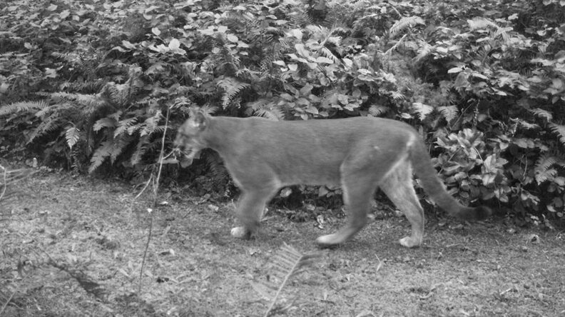 Cougar on Indian Island Naval Reserve