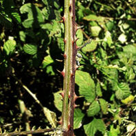 Blackberry stalk