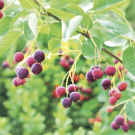 Saskatoon berries. Amelanchier tree branch