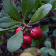 Arctostaphylos uva-ursi