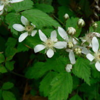 Rubus ursinus