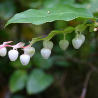 Gaultheria shallon