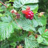 Rubus spectabilis