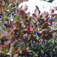 Vaccinium deliciosum