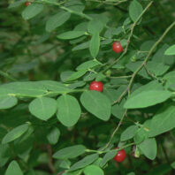 Vaccinium parvifolium