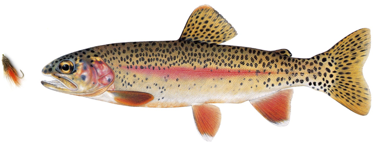 McCloud River rainbow