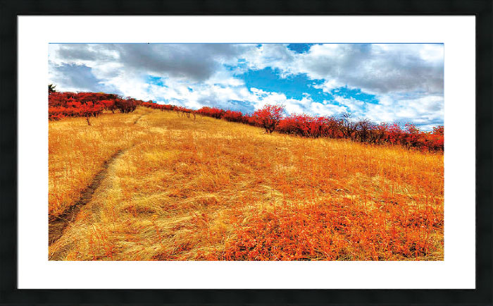 Image of yellow grass field with red trees