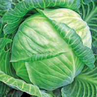 Cabbage