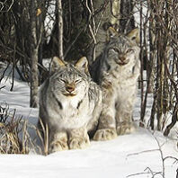 Two lynxes in a snowy forest
