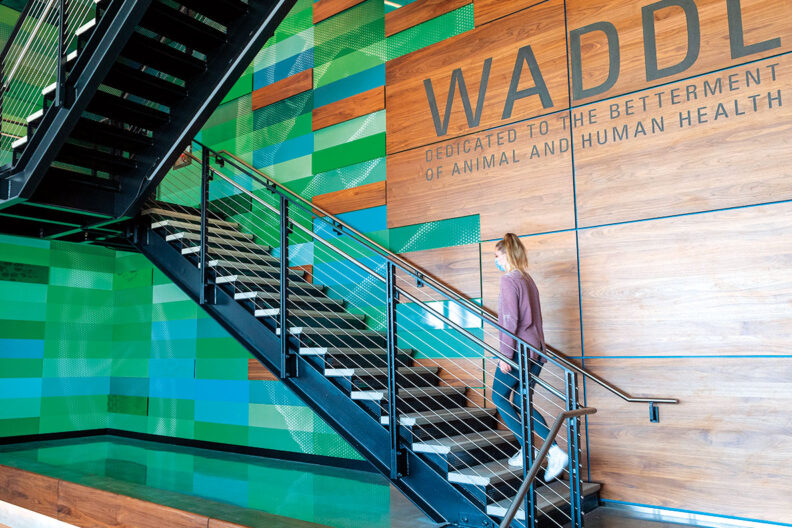 Young woman in a mask climbs stairs at Washington Animal Disease Diagnostic Laboratory at WSU