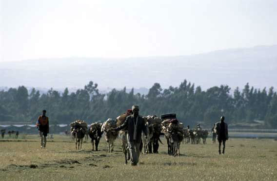 bridge repair was carried by donkeys and mules