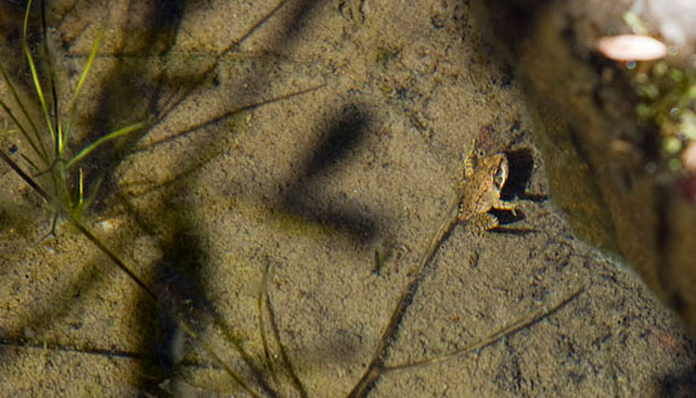 frogs are returning to Mount St. Helens