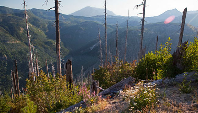 Wildflowers, trees, and shrubs
