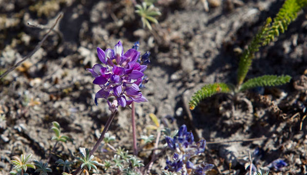 Lupines thriving on the slopes of St. Helens
