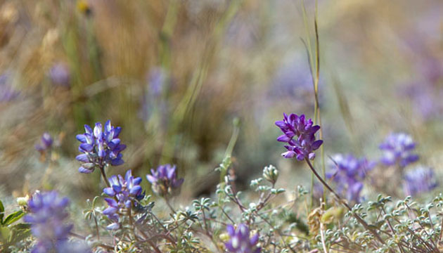 Lupines thriving on the slopes of St. Helens