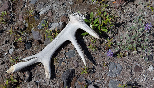 Lupines and other plants