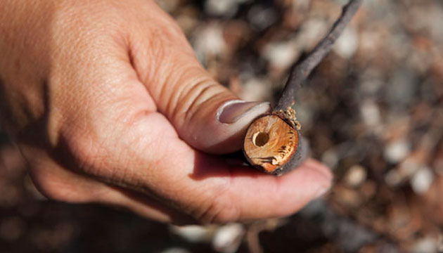 Stem-boring larvae are slowing the growth of willows