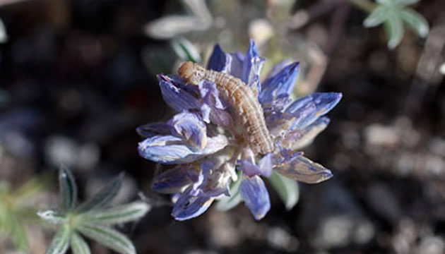 Insects are having an outsized effect