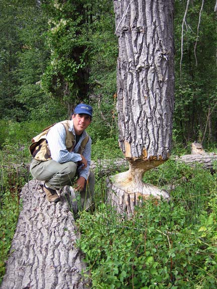 Steve Bondi by a tree chewed by beavers