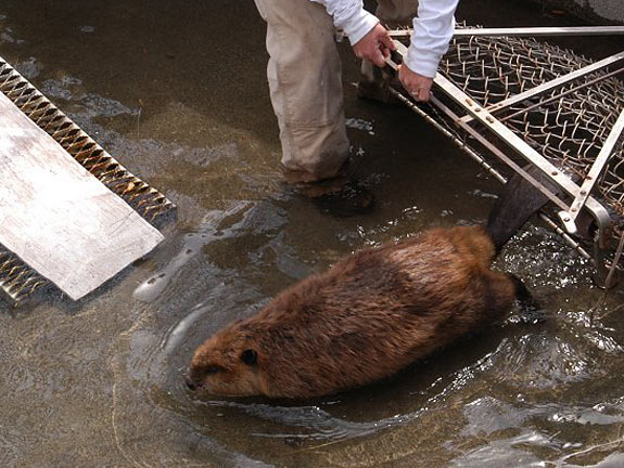 Releasing a beaver after relocation