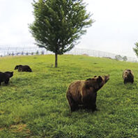 Grizzlies wander the field at Washington State University Bear Center