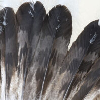 eagle feathers