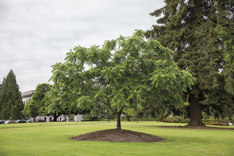 The Bush Butternut tree on the Washington state capitol campus