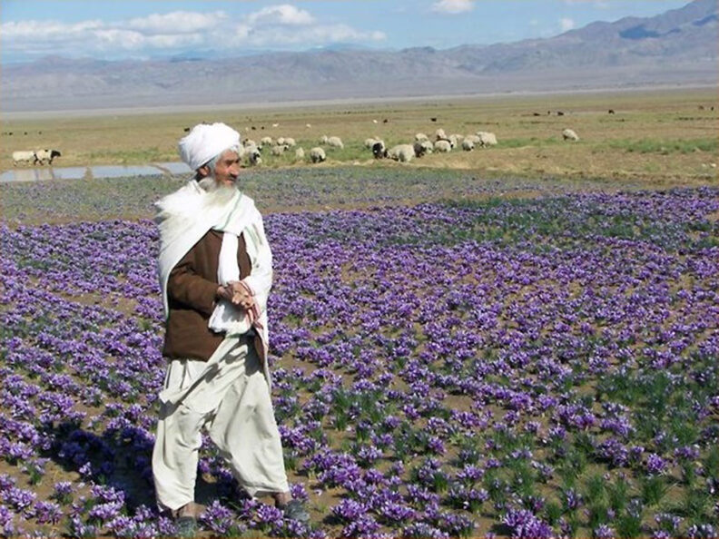 Afghani farmer stands in his field of saffron with sheep in the background