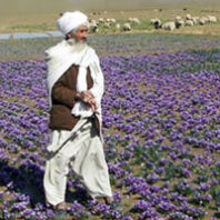 A farmer looks over his saffron crop in Herat province in Afghanistan in 2006