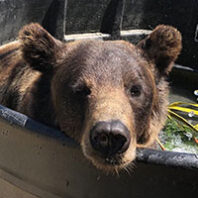 Bear at WSU Bear Center taking a bath