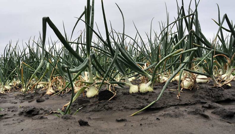 onions in the ground