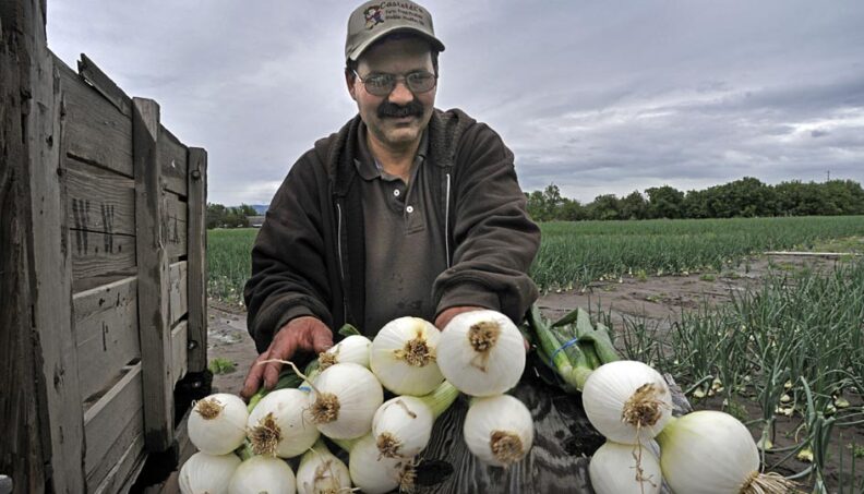 Paul Castoldi with Walla Walla Sweets