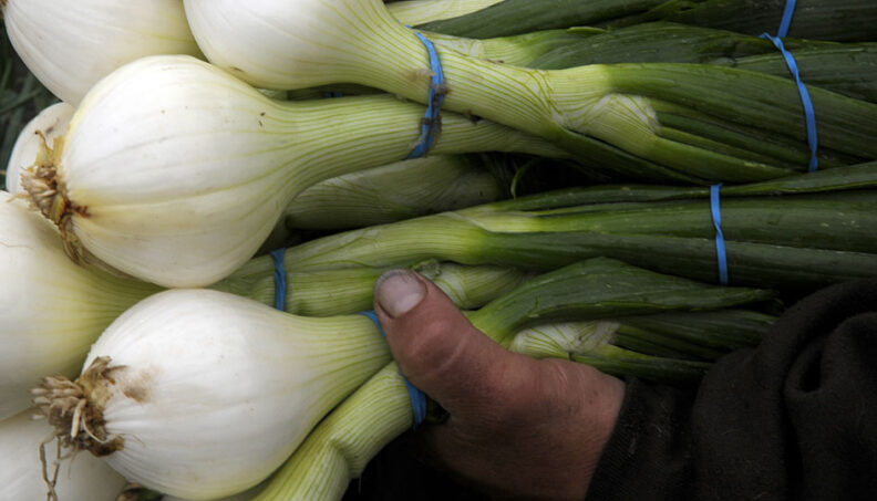 A fistful of onions