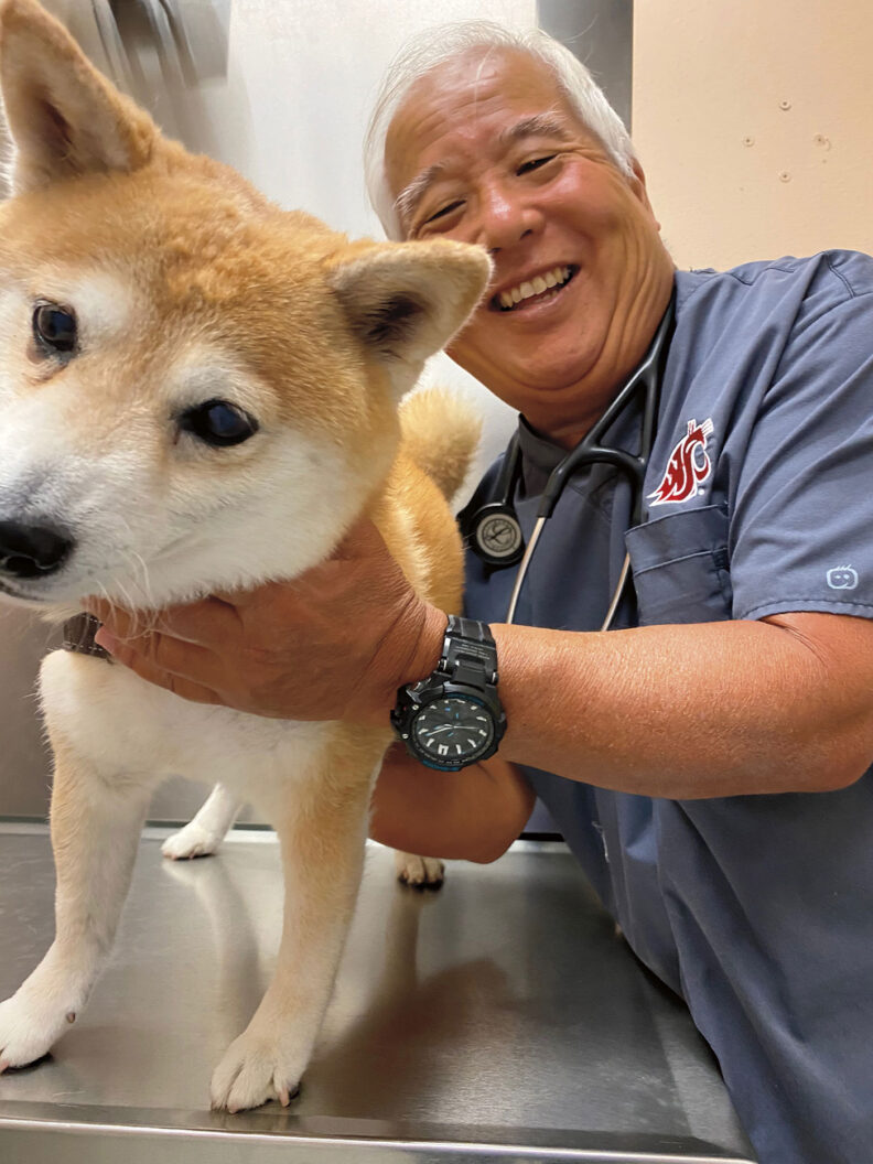 Veterinarian examines a Shiba Inu dog