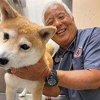 Veterinarian examines a Shiba Inu dog