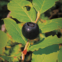 Black huckleberry (photo detail)