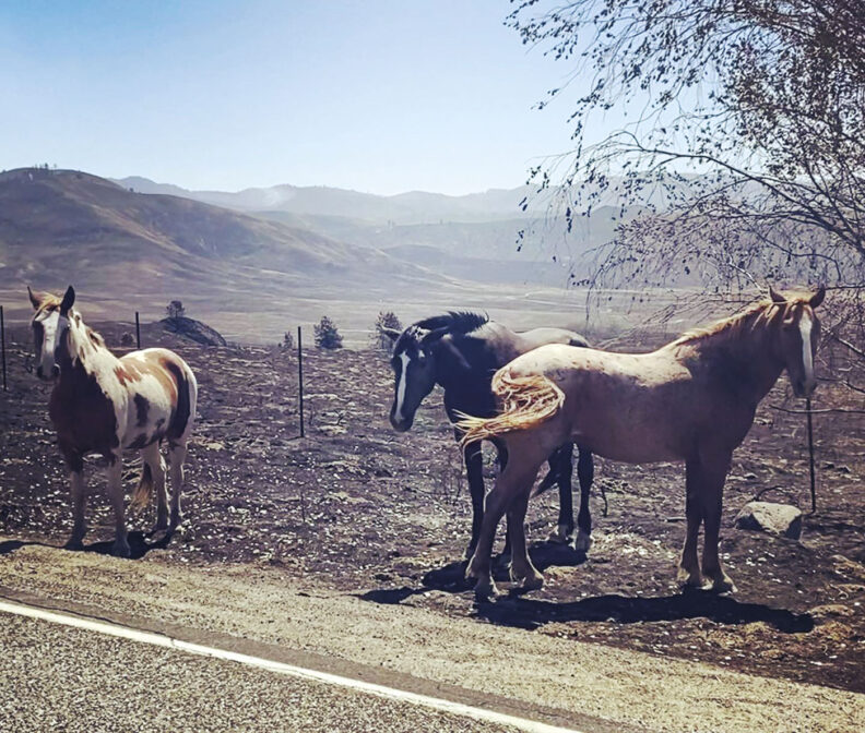 horses standing on burnt pasture