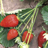 Puget Crimson strawberries