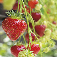 Puget Summer strawberries