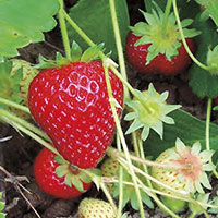 Puget Reliance strawberries