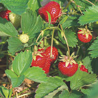 Rainier strawberries