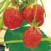 Shuksan strawberries