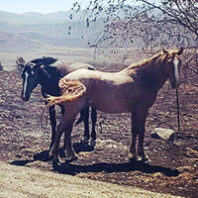 Horses in a burned field