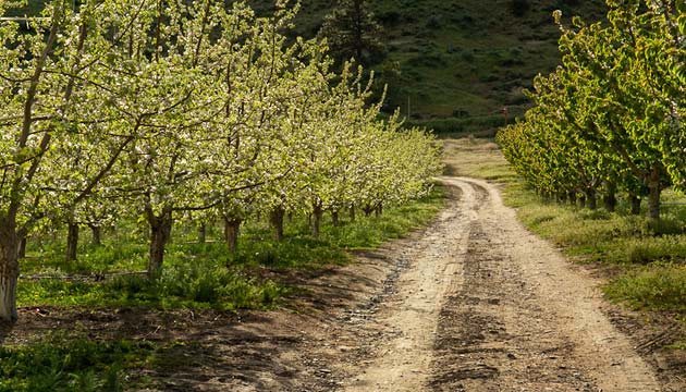 orchard scene